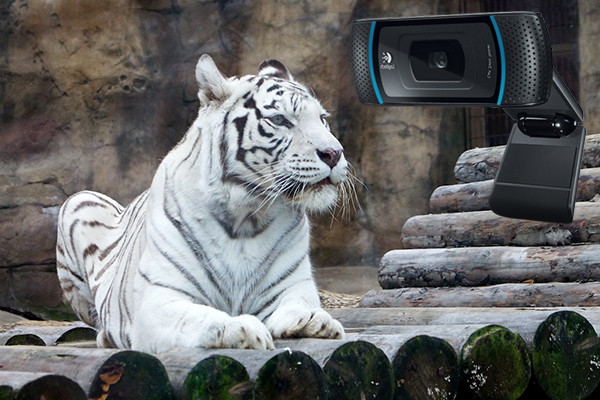 Веб-камеры в реальном времени передают картинку с животными из зоопарка Москвы