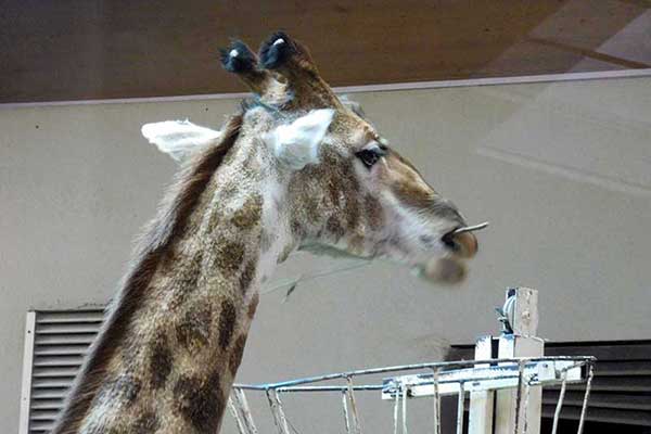 Для удобства питания для жирафа установили кормушку на высоте его роста