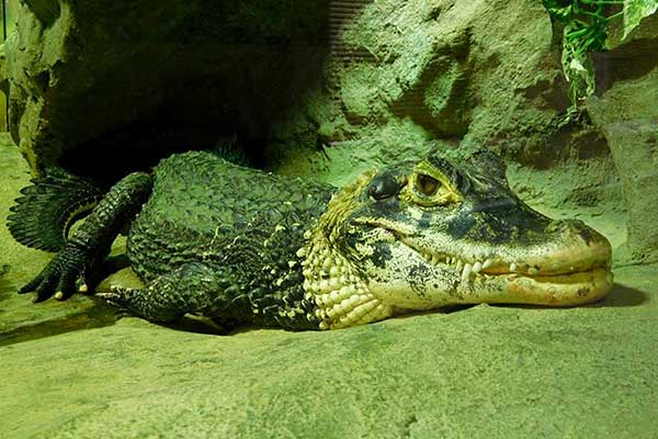 Крокодил выполз обсохнуть из воды