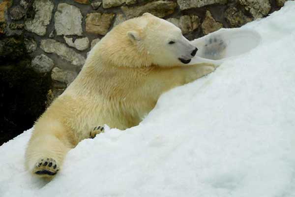 Белый медведь вольготно чувствует себя на горке из искусственного снега