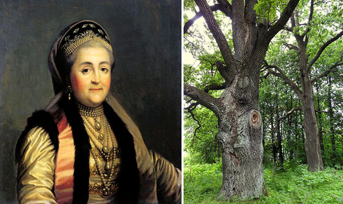 Екатерина II и дубы в усадьбе Знаменское-Садки