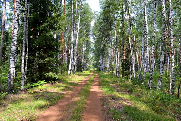 Национальный заповедник "Черустинский лес" в Московской области