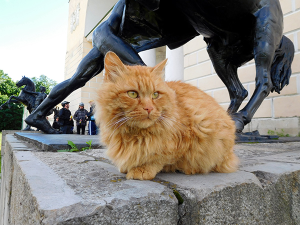 Местный старожил - рыжий кот - у скульптур "Укротителей коней"
