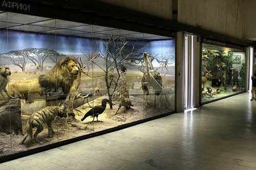 Экспозиционный зал Дарвиновского музея