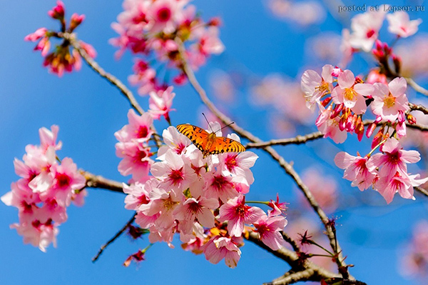 Бабочки на цветках сакуры